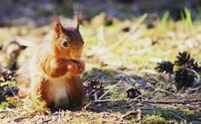 Red Squirrel in Formby Pine Woods