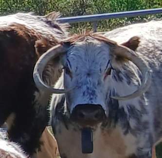 Grazing Cattle and Livestock 