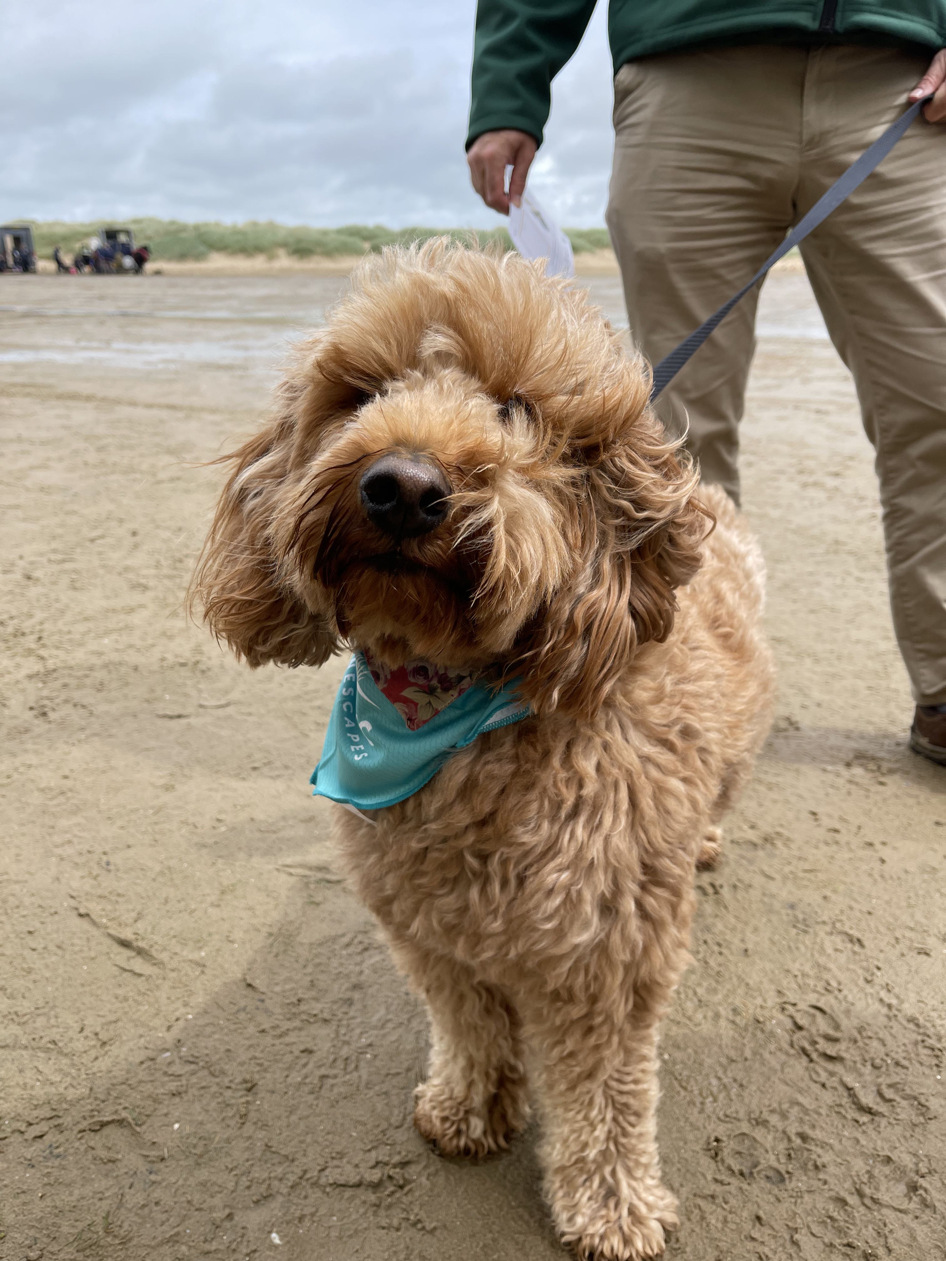 How to keep your dog safe at the beach 