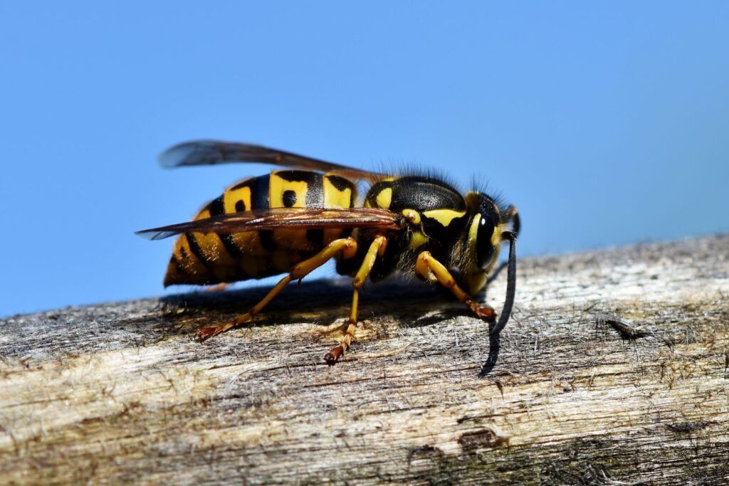 Sefton restores professional wasp and ant removal services