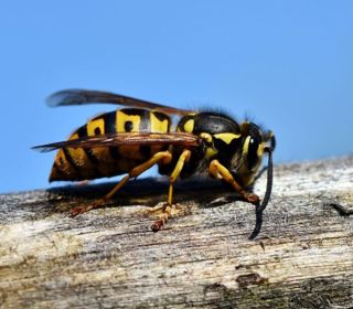 Wasp on a nest