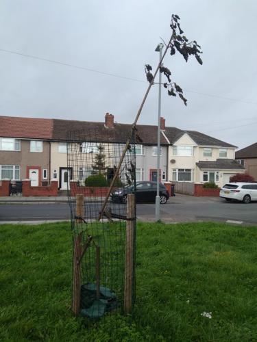 A tree that has been snapped in half