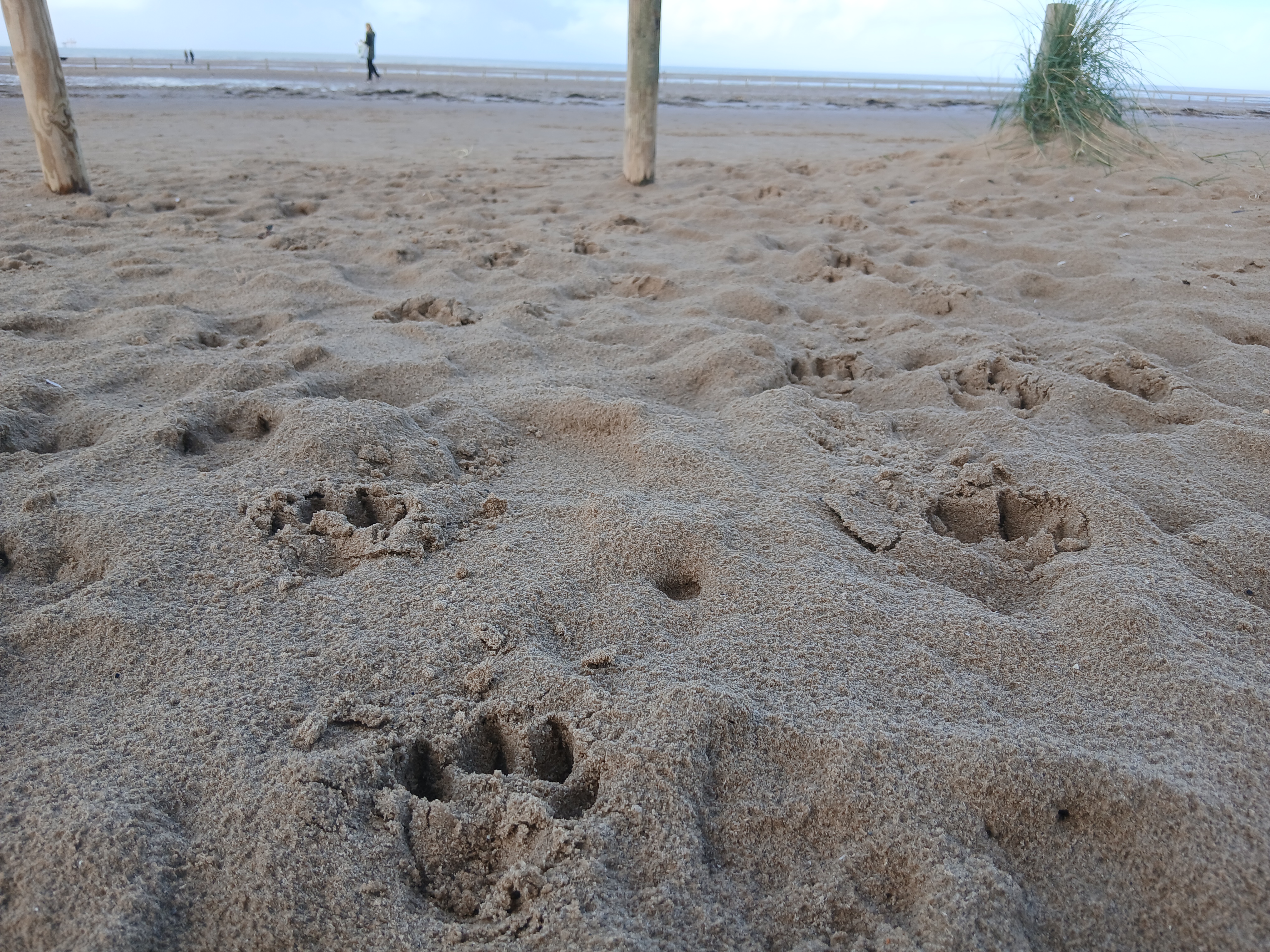 Preventing Dog Fouling