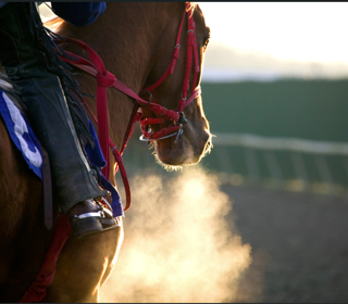 Racehorse breathing heavily