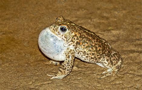 Male Natterjack Toad at Ainsdale - Photo Credit: Picture taken under licence by Phil Smith